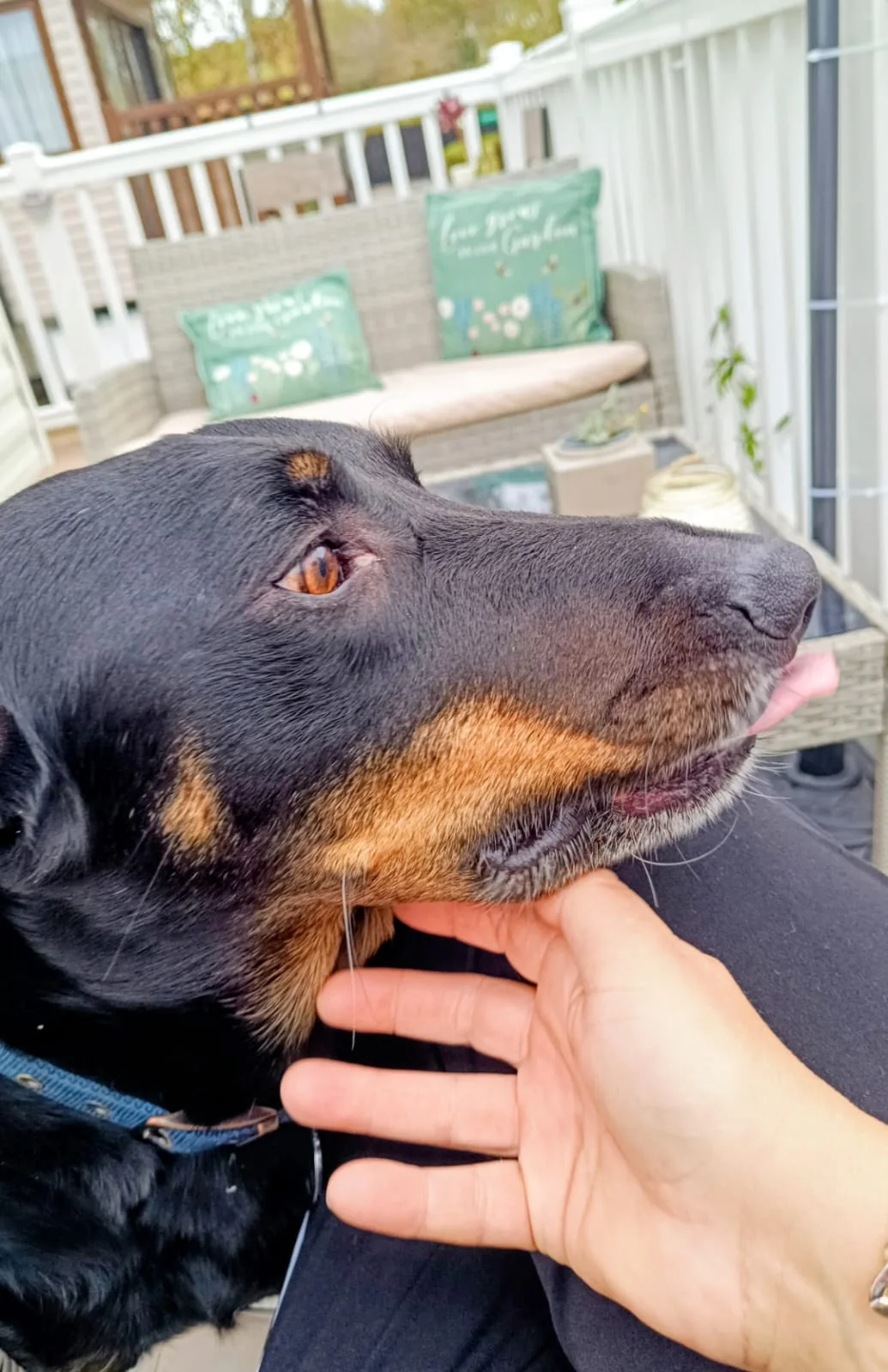 A black and tan dog enjoying a gentle scratch under the chin