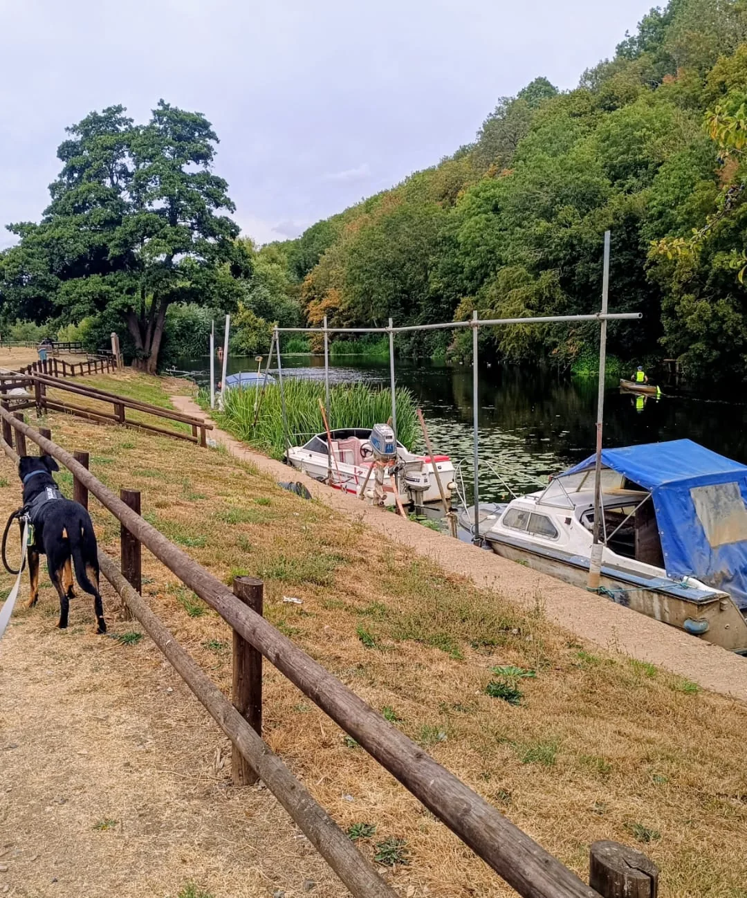 A black dog on a lead beside a riverside path and moored boats