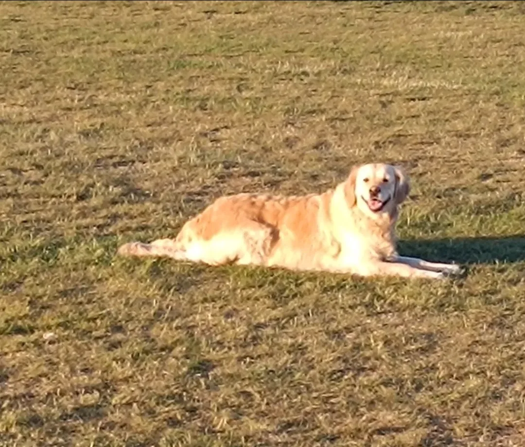 A golden retriever resting on the grass in sunshine